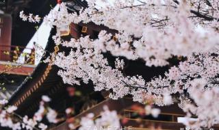 蚂蚁庄园5月8日答案最新