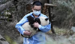 大熊猫丫丫回国进入倒计时