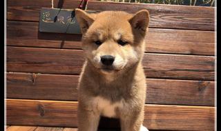 豆柴犬为什么不建议养