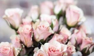 对女神最简短的祝福语 对女神最简短的祝福语