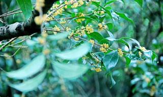 桂花怎么保存才有香味